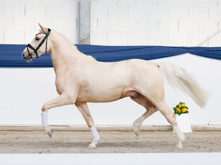 Duitse rijpony Ruin 4 Jaar 145 cm Palomino in Marsberg