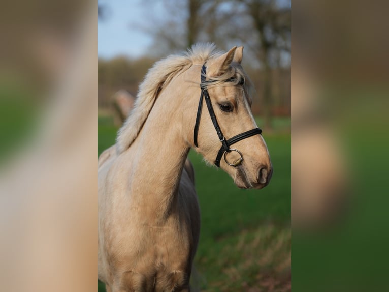 Duitse rijpony Ruin 4 Jaar 145 cm Palomino in Rieste