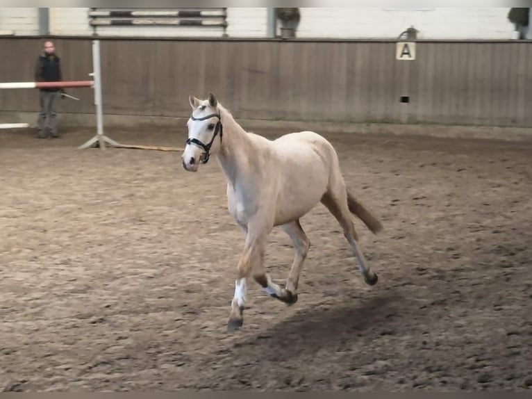 Duitse rijpony Ruin 4 Jaar 145 cm Palomino in Treuenbrietzen