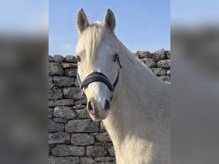 Duitse rijpony Ruin 4 Jaar 145 cm Palomino in Treuenbrietzen