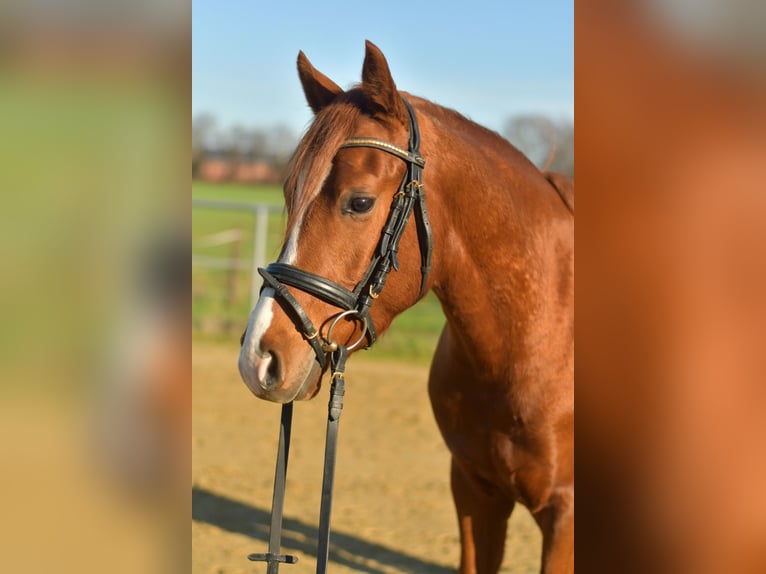 Duitse rijpony Ruin 4 Jaar 145 cm Vos in Geilenkirchen