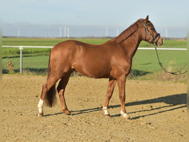 Duitse rijpony Ruin 4 Jaar 145 cm Vos in Geilenkirchen