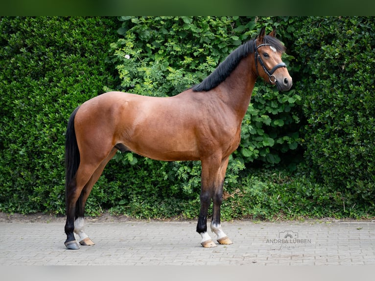 Duitse rijpony Ruin 4 Jaar 146 cm Bruin in Nordhorn