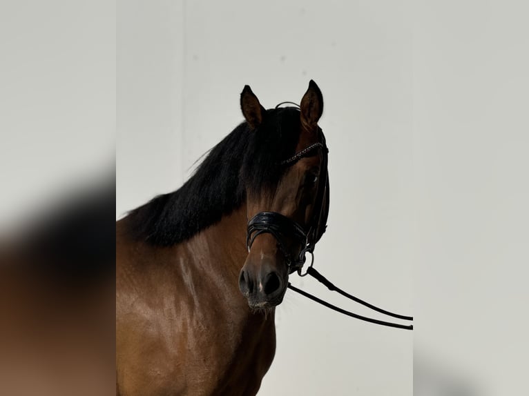 Duitse rijpony Ruin 4 Jaar 146 cm Bruin in Vettweiß