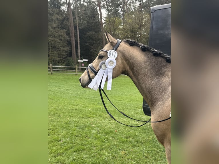 Duitse rijpony Ruin 4 Jaar 146 cm Buckskin in Delbr&#xFC;ck