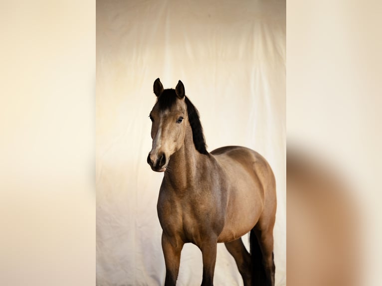 Duitse rijpony Ruin 4 Jaar 146 cm Buckskin in Delbr&#xFC;ck