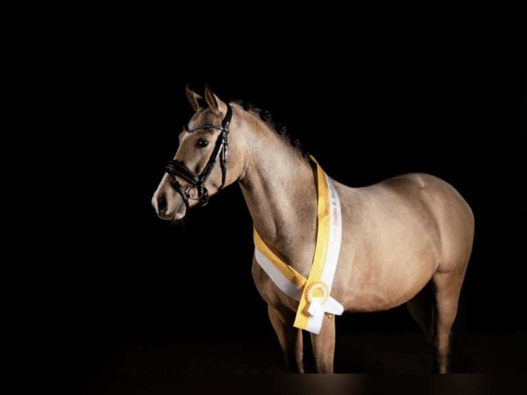 Duitse rijpony Ruin 4 Jaar 146 cm Buckskin in Delbr&#xFC;ck
