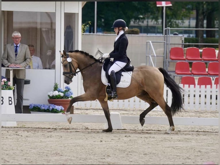 Duitse rijpony Ruin 4 Jaar 146 cm Buckskin in Delbr&#xFC;ck