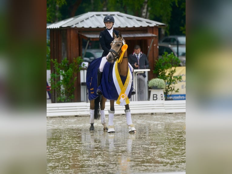Duitse rijpony Ruin 4 Jaar 146 cm Buckskin in Delbr&#xFC;ck