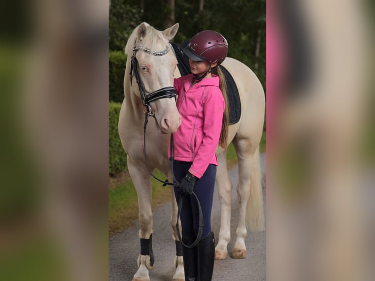 Duitse rijpony Ruin 4 Jaar 146 cm Cremello in Warendorf