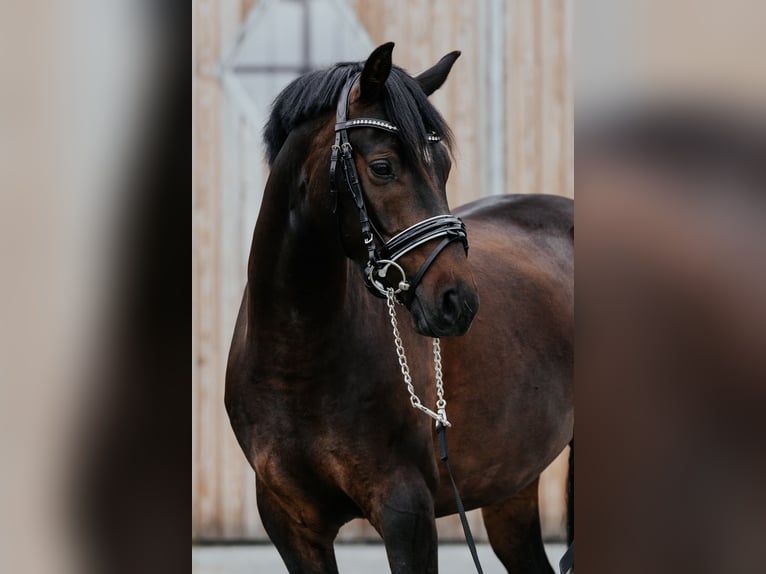 Duitse rijpony Ruin 4 Jaar 146 cm Donkerbruin in Löwenberger Land