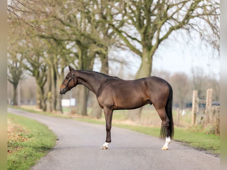 Duitse rijpony Ruin 4 Jaar 146 cm Donkerbruin in Asten