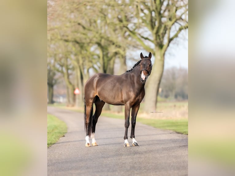 Duitse rijpony Ruin 4 Jaar 146 cm Donkerbruin in Asten