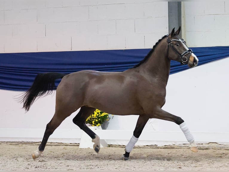 Duitse rijpony Ruin 4 Jaar 146 cm Falbe in Marsberg