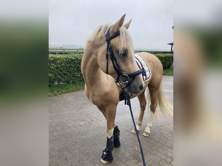 Duitse rijpony Ruin 4 Jaar 146 cm Falbe in Borsfleth Duitse rijpony Ruin 4 Jaar 146 cm Falbe in Borsfleth