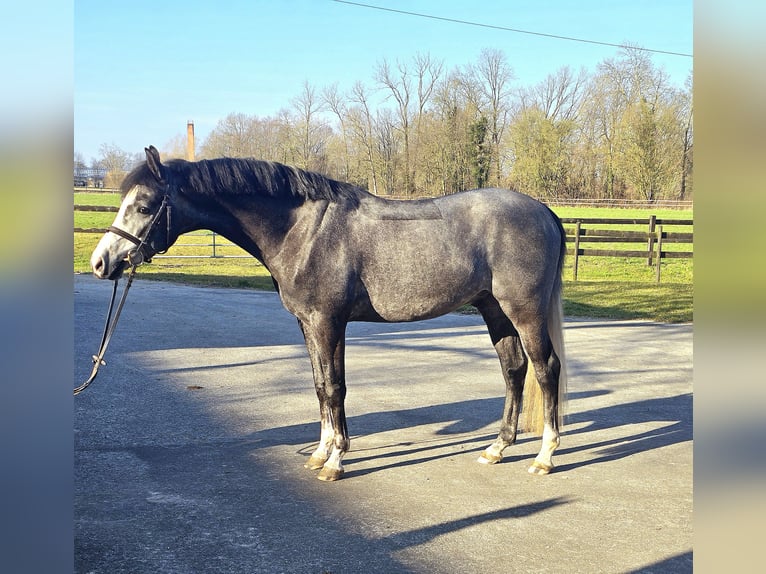 Duitse rijpony Ruin 4 Jaar 146 cm kan schimmel zijn in Altenberge