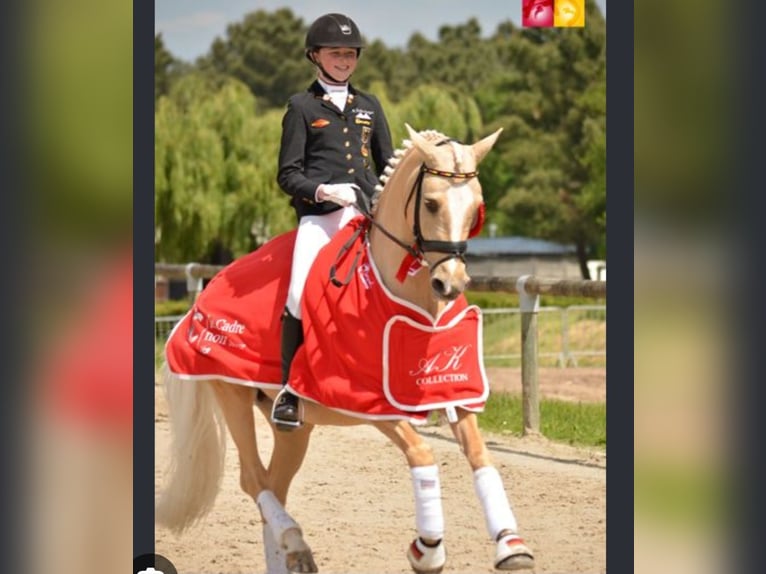 Duitse rijpony Ruin 4 Jaar 146 cm Palomino in Coesfeld