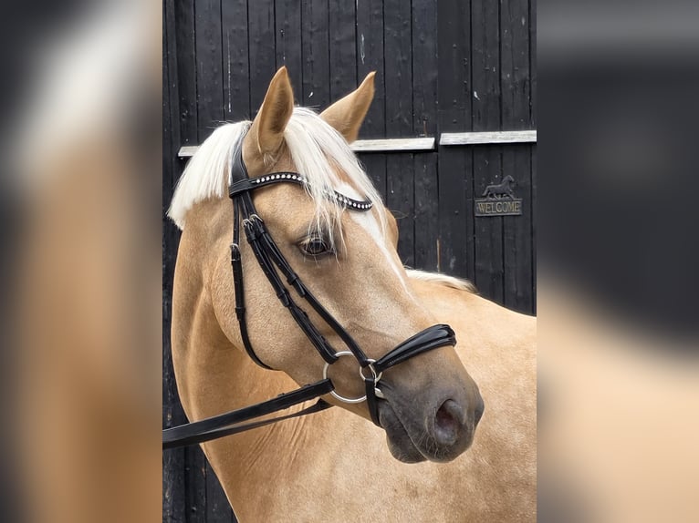 Duitse rijpony Ruin 4 Jaar 146 cm Palomino in Coesfeld