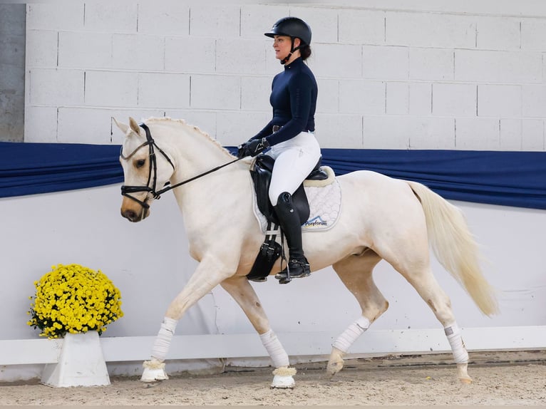 Duitse rijpony Ruin 4 Jaar 146 cm Palomino in Marsberg