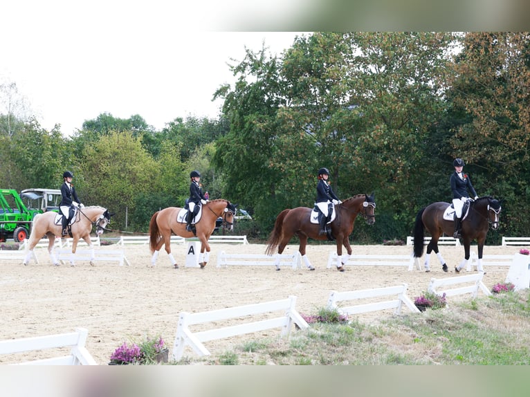 Duitse rijpony Ruin 4 Jaar 146 cm Palomino in Stuhr