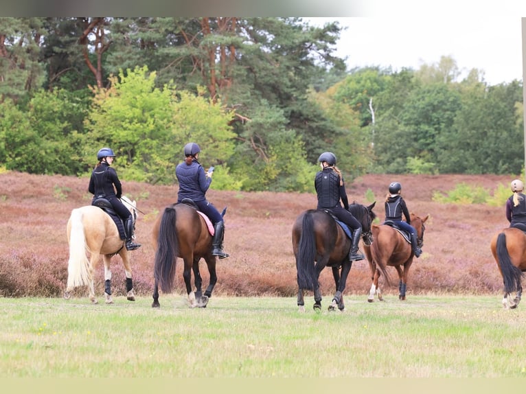 Duitse rijpony Ruin 4 Jaar 146 cm Palomino in Stuhr