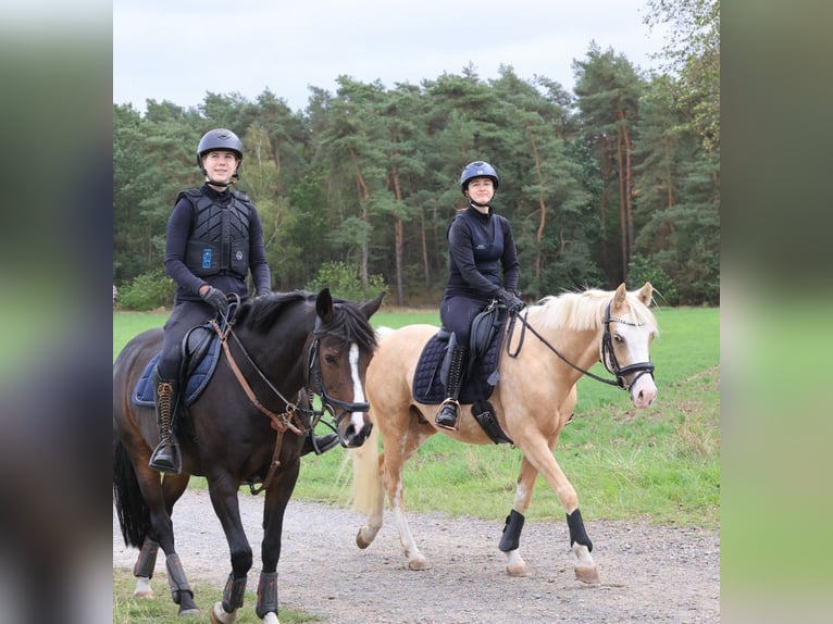 Duitse rijpony Ruin 4 Jaar 146 cm Palomino in Stuhr