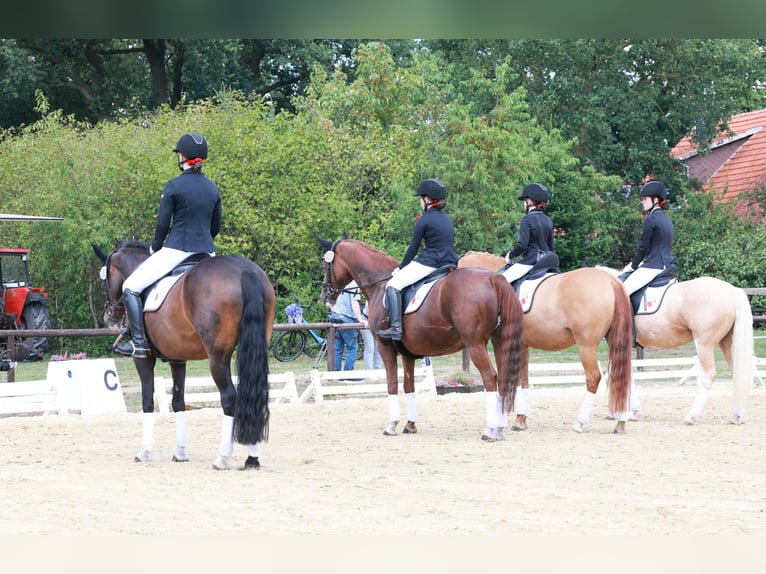Duitse rijpony Ruin 4 Jaar 146 cm Palomino in Stuhr