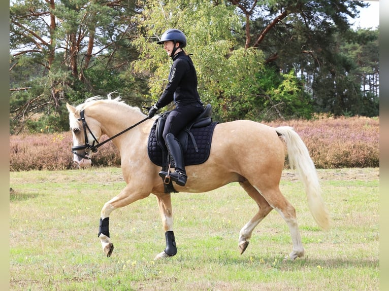 Duitse rijpony Ruin 4 Jaar 146 cm Palomino in Stuhr