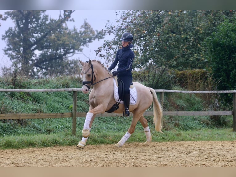 Duitse rijpony Ruin 4 Jaar 146 cm Palomino in NottulnAppelhülsen
