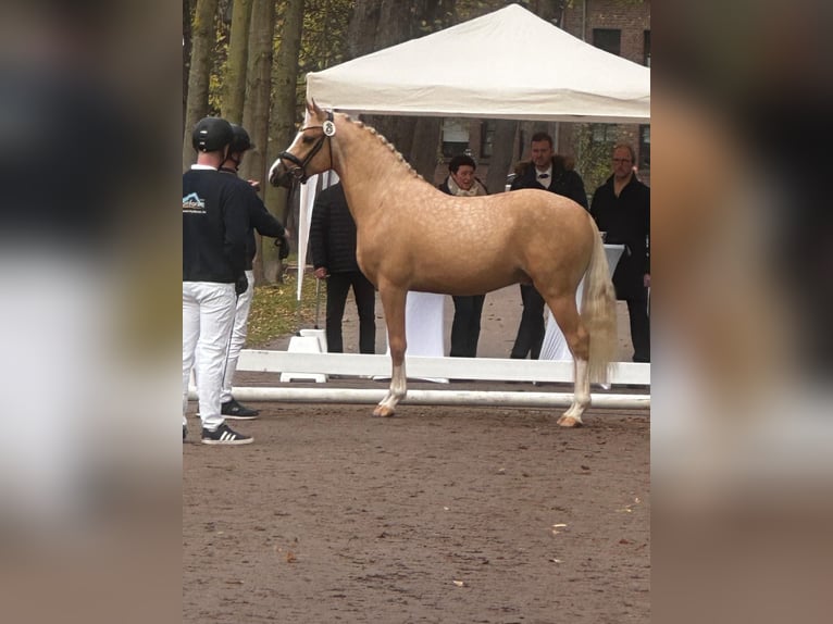 Duitse rijpony Ruin 4 Jaar 146 cm Palomino in Oerel