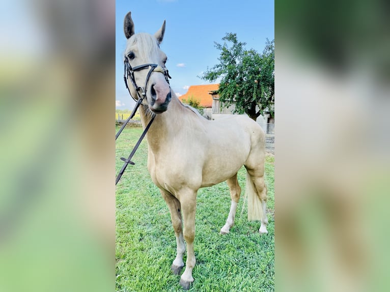 Duitse rijpony Ruin 4 Jaar 146 cm Palomino in Hopsten