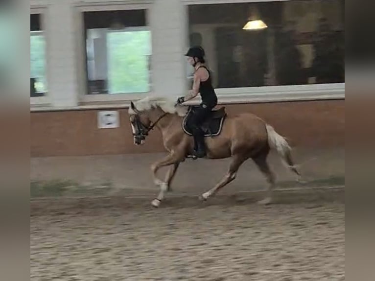 Duitse rijpony Ruin 4 Jaar 146 cm Palomino in Rosengarten