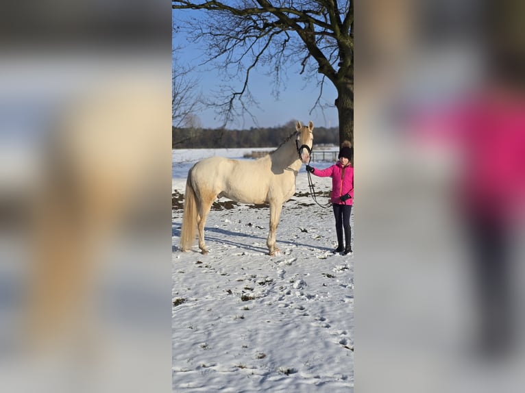 Duitse rijpony Ruin 4 Jaar 146 cm Perlino in Warendorf