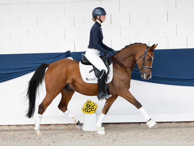 Duitse rijpony Ruin 4 Jaar 146 cm Vos in Marsberg