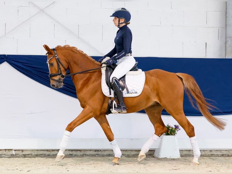 Duitse rijpony Ruin 4 Jaar 146 cm Vos in Marsberg