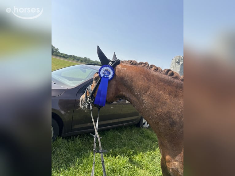 Duitse rijpony Ruin 4 Jaar 146 cm Vos in Stemwede
