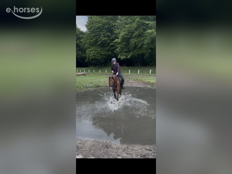 Duitse rijpony Ruin 4 Jaar 146 cm Vos in Stemwede