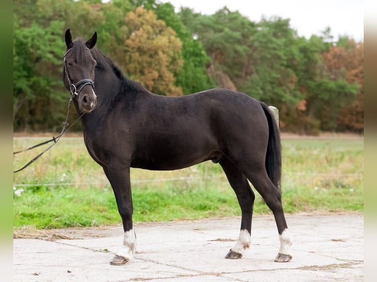 Duitse rijpony Ruin 4 Jaar 146 cm Zwart in Görzke