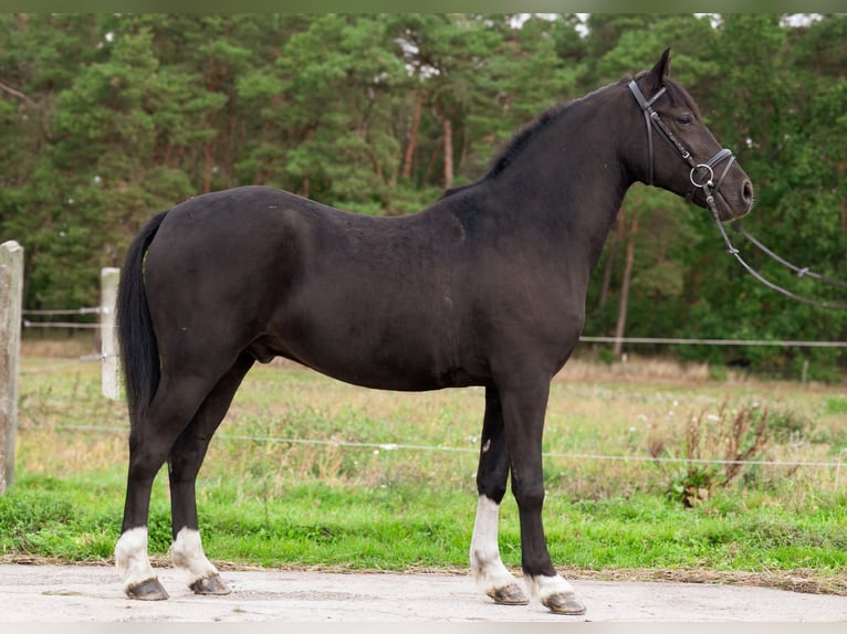 Duitse rijpony Ruin 4 Jaar 146 cm Zwart in Görzke