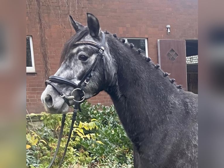 Duitse rijpony Ruin 4 Jaar 146 cm Zwartschimmel in Hopsten