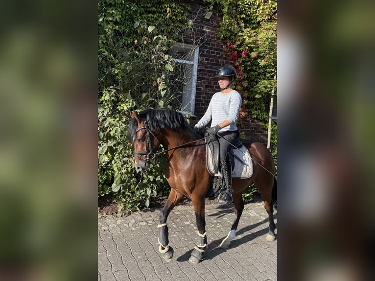 Duitse rijpony Ruin 4 Jaar 147 cm Bruin in NordkirchenNordkirchen
