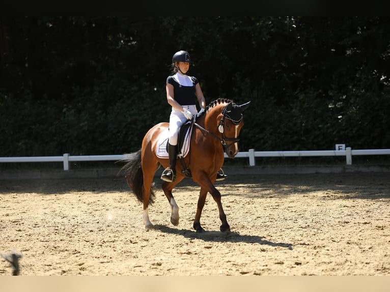Duitse rijpony Ruin 4 Jaar 147 cm Bruin in Kevelaer