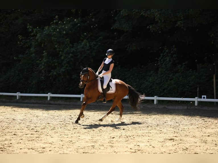 Duitse rijpony Ruin 4 Jaar 147 cm Bruin in Kevelaer