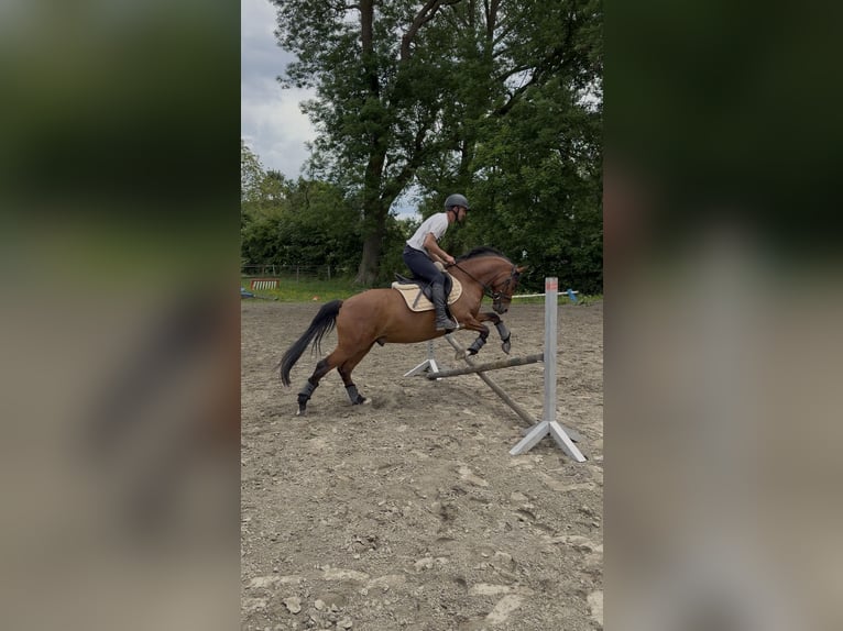 Duitse rijpony Ruin 4 Jaar 147 cm Bruin in Kollmar