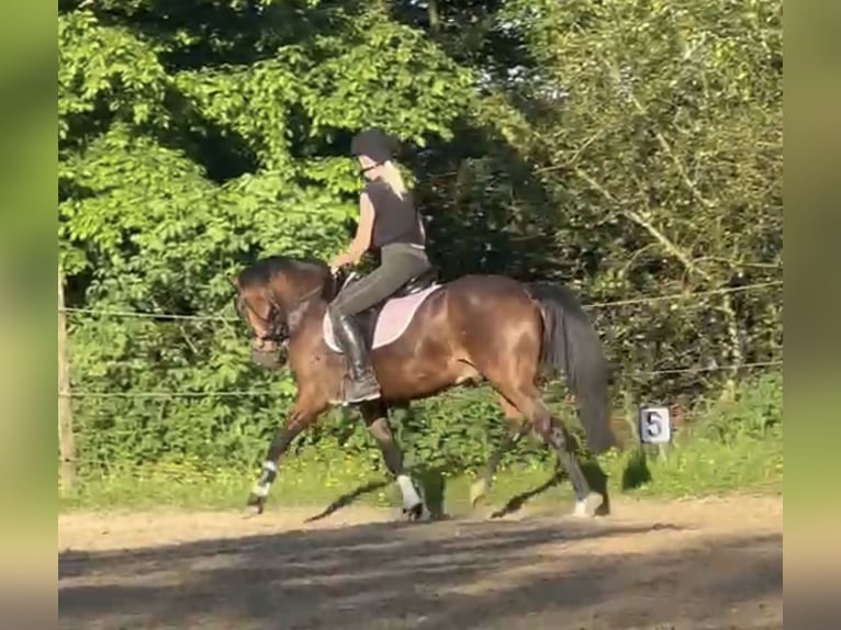 Duitse rijpony Ruin 4 Jaar 147 cm Bruin in Lindlar