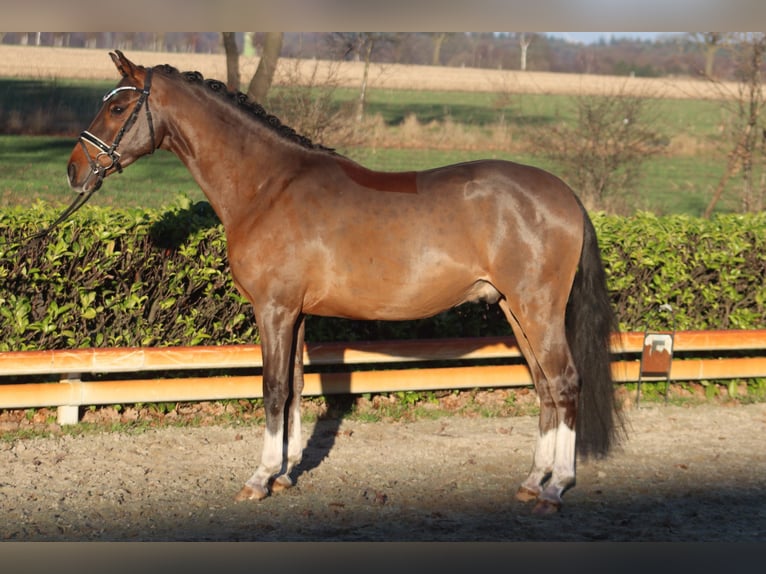 Duitse rijpony Ruin 4 Jaar 147 cm Bruin in Reeßum