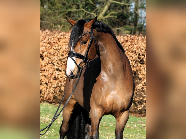 Duitse rijpony Ruin 4 Jaar 147 cm Bruin in Rehburg-Loccum Münchehagen