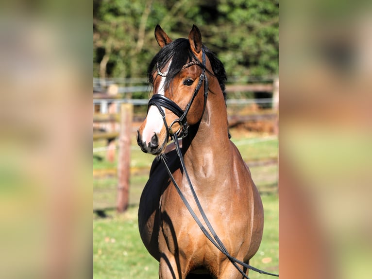 Duitse rijpony Ruin 4 Jaar 147 cm Bruin in Rehburg-Loccum Münchehagen