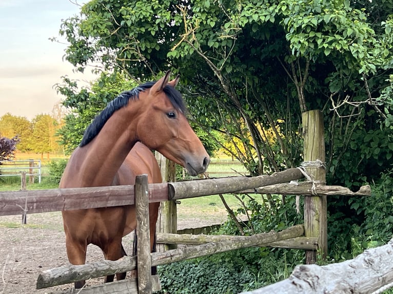 Duitse rijpony Ruin 4 Jaar 147 cm Bruin in Hamminkeln