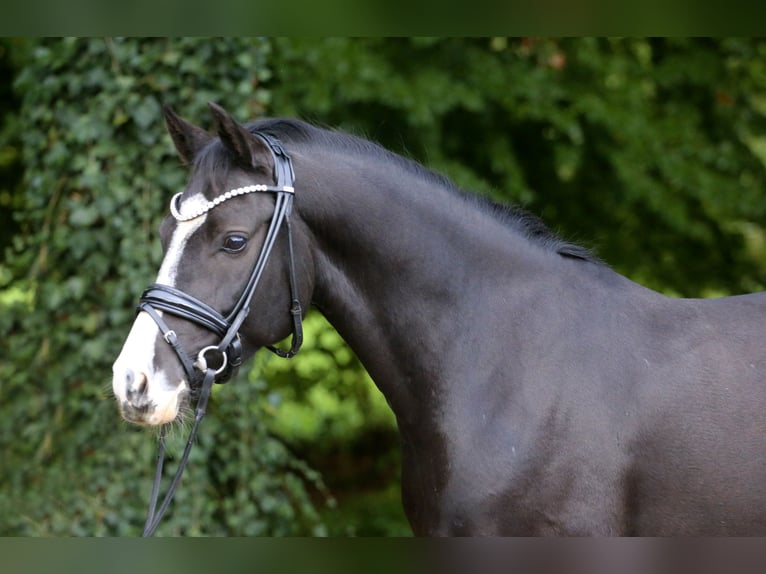 Duitse rijpony Ruin 4 Jaar 147 cm Donkerbruin in Tecklenburg